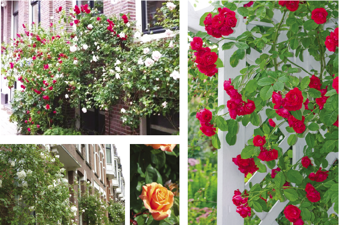 inpiratie beplanting rozen inpiratie beplanting rozen