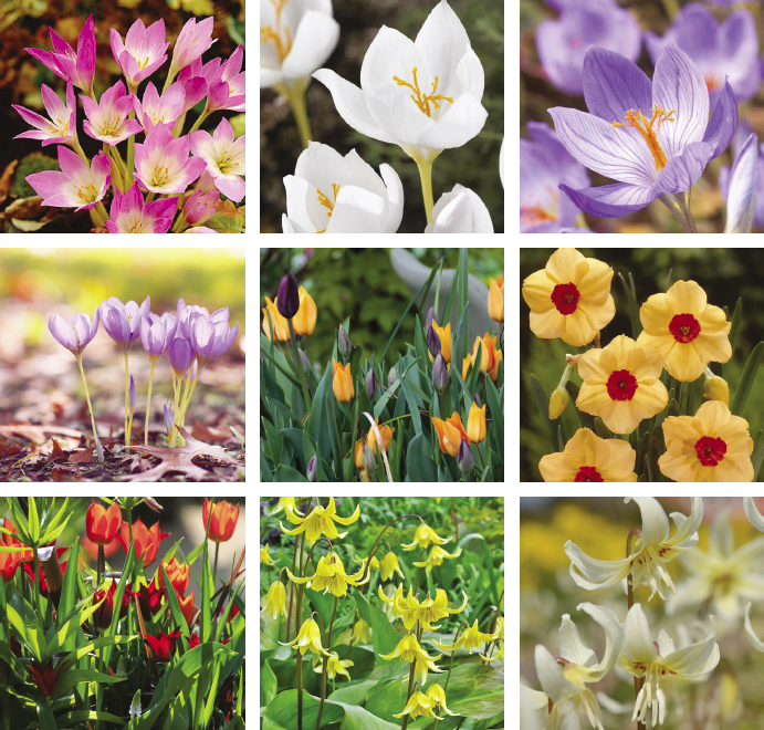 inspiratie beplanting bollen inspiratie beplanting bollen