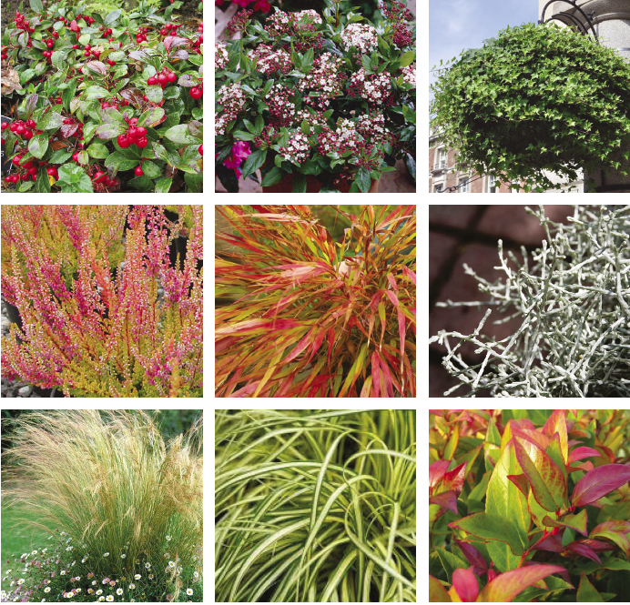 inspiratie beplanting winter inspiratie beplanting winter