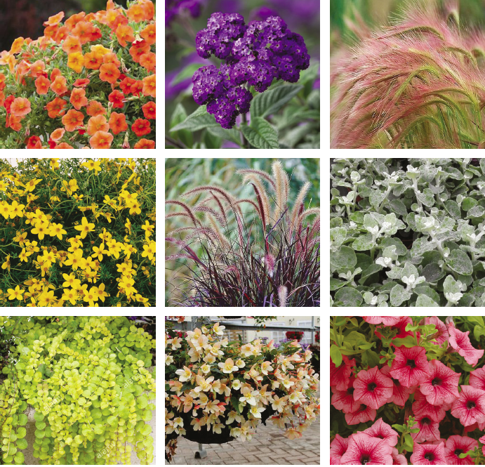 inspiratie beplanting zomer inspiratie beplanting zomer